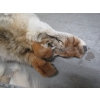 Image 2 : 2 TANNED COYOTE HIDES
