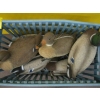 Image 4 : 6 WORKING DECOYS - 3 MALE/3 FEMALE