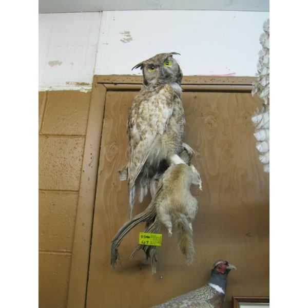 MOUNTED GREAT HORNED OWL W/SQUIRREL