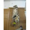 Image 1 : MOUNTED GREAT HORNED OWL W/SQUIRREL