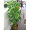 Image 2 : ARTIFICIAL PLANT