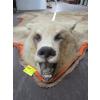 Image 4 : TANNED BROWN BEAR HIDE W/HEAD MOUNT