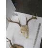 Image 2 : 2 SKULLS W/ANTLERS & SET OF ANTLERS MOUNTED ON WOOD