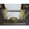 Image 1 : SET OF MOUNTED MOOSE HORNS