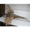 Image 4 : MOUNTED OWL & PHEASANT - OWL'S HEAD IS LOOSE