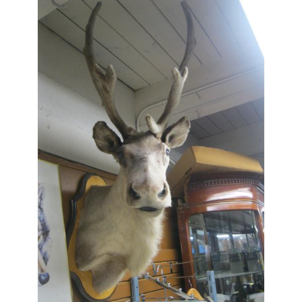 MOUNTED CARIBOU
