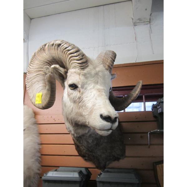 MOUNTED SHEEP HEAD