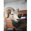 Image 1 : MOUNTED DALL SHEEP HEAD