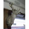 Image 2 : MOUNTED WHITETAIL DEER HEAD