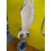 Image 2 : CARVED EAGLE