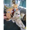 Image 2 : 6 FIGURINES