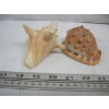 Image 2 : SM. CONTAINER OF SHELLS & CRYSTALS