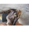 Image 3 : MOUNTED COYOTE HEAD W/BROKEN LOWER JAW