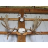 Image 2 : LG. SET OF MOOSE HORNS & SET OF DEER HORNS