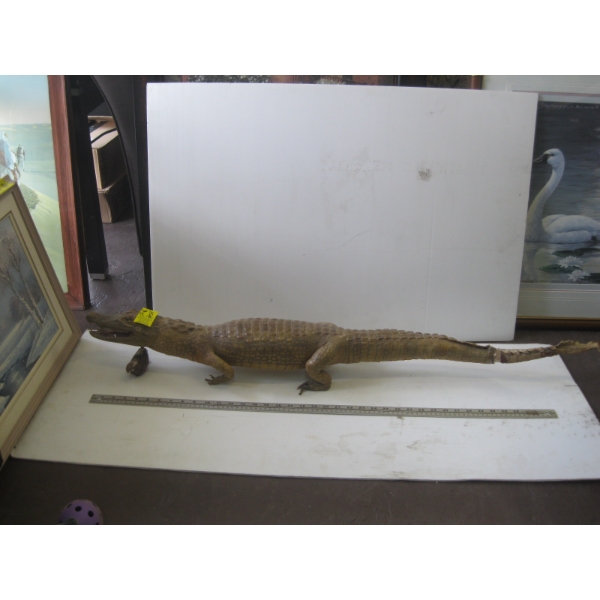 MOUNTED CAYMEN ALLIGATOR