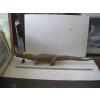 Image 1 : MOUNTED CAYMEN ALLIGATOR