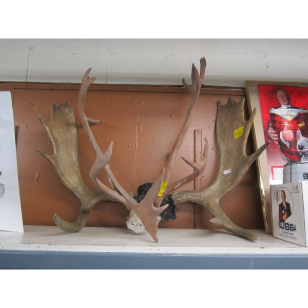 SET OF MOOSE ANTLERS & SET OF CARIBOU ANTLERS