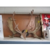 Image 1 : SET OF MOOSE ANTLERS & SET OF CARIBOU ANTLERS
