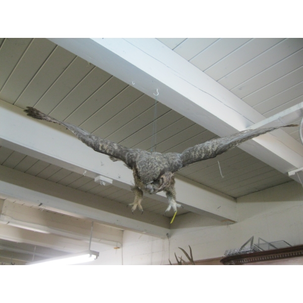 MOUNTED OWL