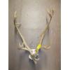 Image 3 : SET OF MOOSE ANTLERS & SET OF CARIBOU ANTLERS