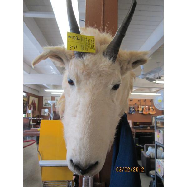 HORN SHEEP HEAD