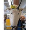 Image 1 : HORN SHEEP HEAD