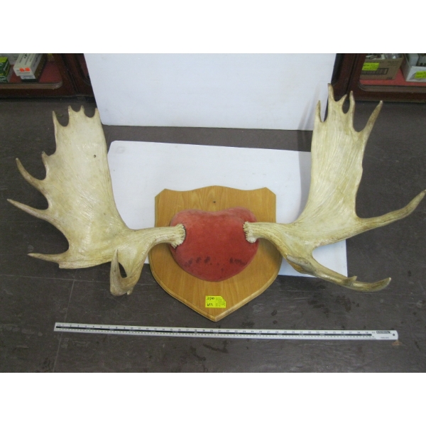 MOUNTED MOOSE HORNS