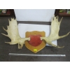 Image 1 : MOUNTED MOOSE HORNS