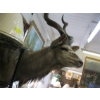 Image 4 : MOUNTED AFRICAN KUDU