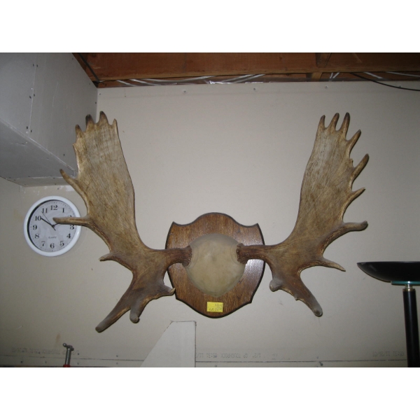LG. SET OF MOUNTED MOOSE HORNS