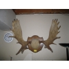 Image 1 : LG. SET OF MOUNTED MOOSE HORNS