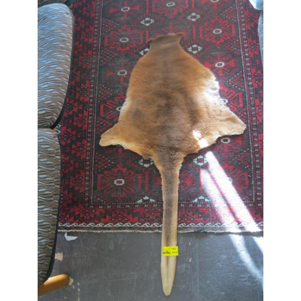 KANGAROO HIDE