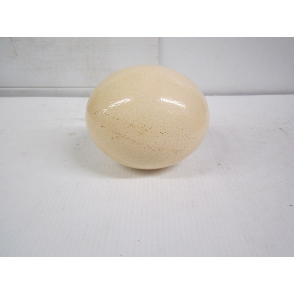 OSTRICH EGG