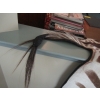 Image 3 : TANNED ZEBRA HIDE