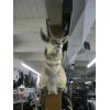 Image 1 : PRONGHORN ANTELOPE