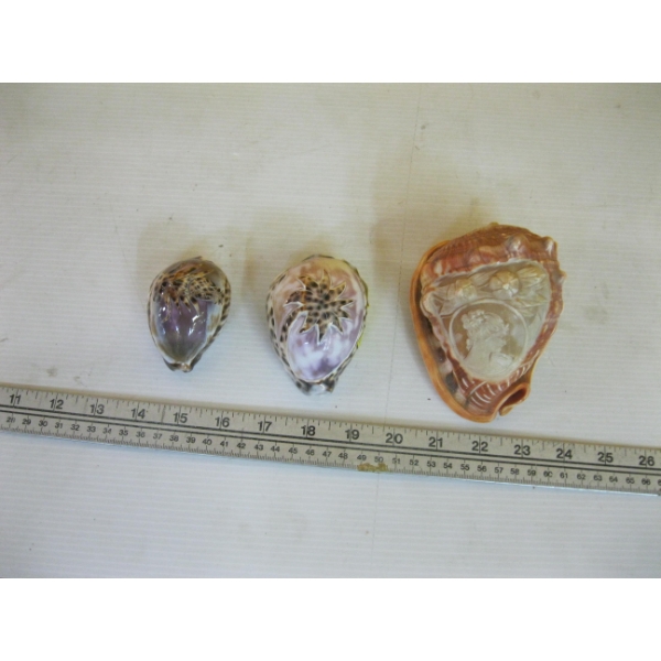 CAMEO SHELL, CARVED & 2 CARVED SMALLER SHELLS
