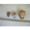 Image 1 : CAMEO SHELL, CARVED & 2 CARVED SMALLER SHELLS