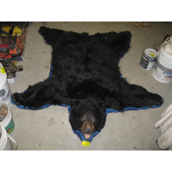 BLACK BEAR RUG W/HEAD MOUNT