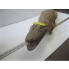 Image 4 : MOUNTED CAYMEN ALLIGATOR