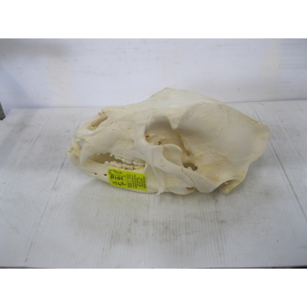 BLACK BEAR SKULL