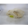 Image 1 : BLACK BEAR SKULL