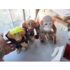 Image 1 : 3 MONKEYS