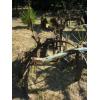 Image 3 : 2 BOTTOM PLOW