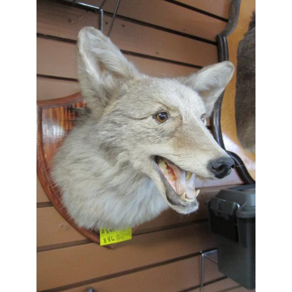 MOUNTED COYOTE HEAD  