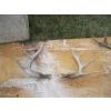 Image 4 : ASST. ANTLERS