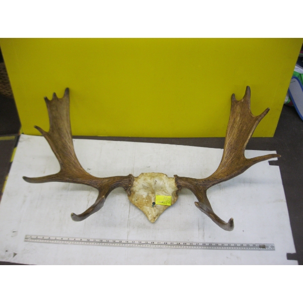 SET OF MOOSE ANTLERS