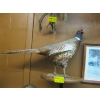 Image 1 : MOUNTED PHEASANT