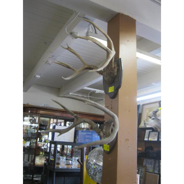 2 SETS OF ANTLERS