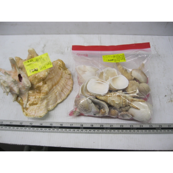 CONCH SHELL & BAG OF SHELLS