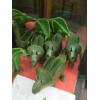 Image 2 : KIDs PLASTIC NOVELTY DINOSAUR TACO HOLDERS - SET OF 8